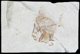 Beautiful Aipichthys Fossil Fish (Part & Counterpart) - Lebanon #24096-2